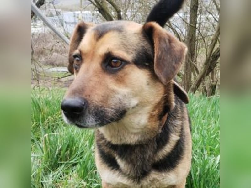 Clyde, Dackel - Schäferhund Mischling