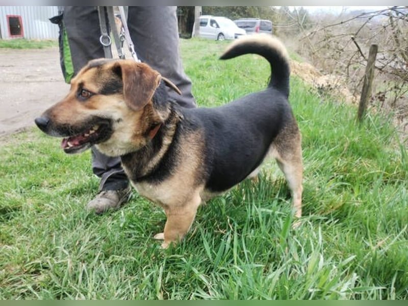 Clyde, Dackel - Schäferhund Mischling