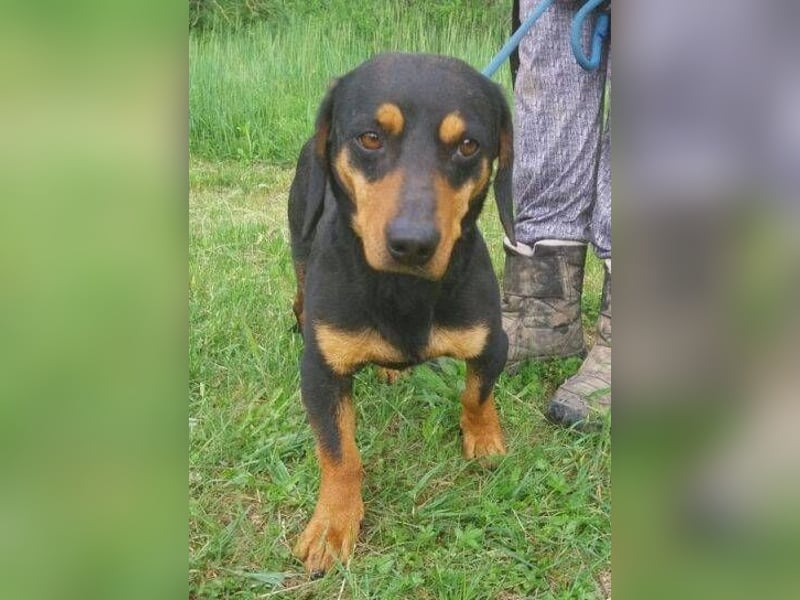 Goro, Dackel Mischling
