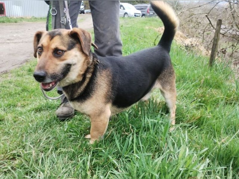 Clyde, Dackel - Schäferhund Mischling