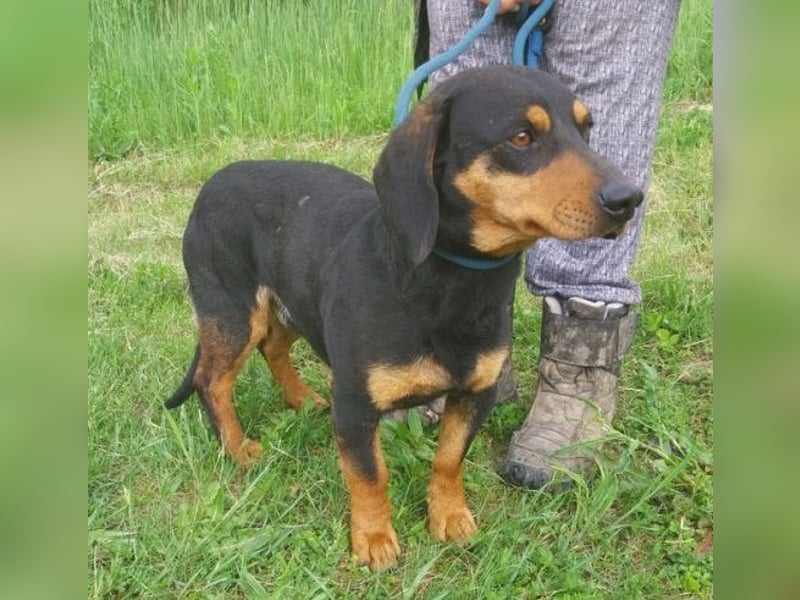 Goro, Dackel Mischling