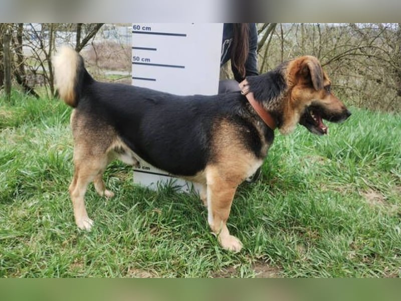 Clyde, Dackel - Schäferhund Mischling