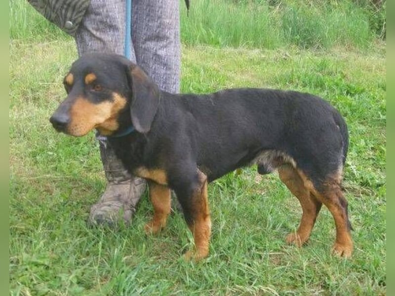 Goro, Dackel Mischling