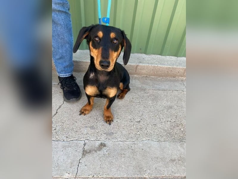 Der kleine Tivald sucht ein Zuhause