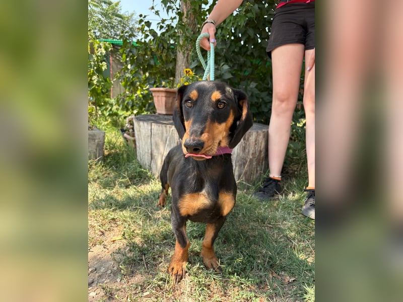 Der kleine Tivald sucht ein Zuhause