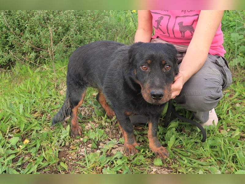 Josef, Mix Dackel / Schäferhund , lieb und verträglich
