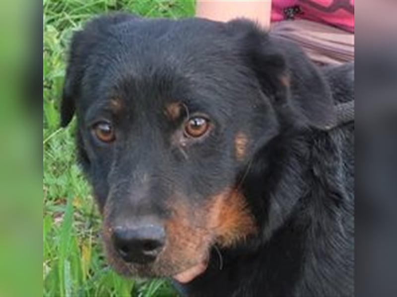 Josef, Mix Dackel / Schäferhund , lieb und verträglich