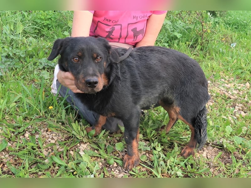 Josef, Mix Dackel / Schäferhund , lieb und verträglich