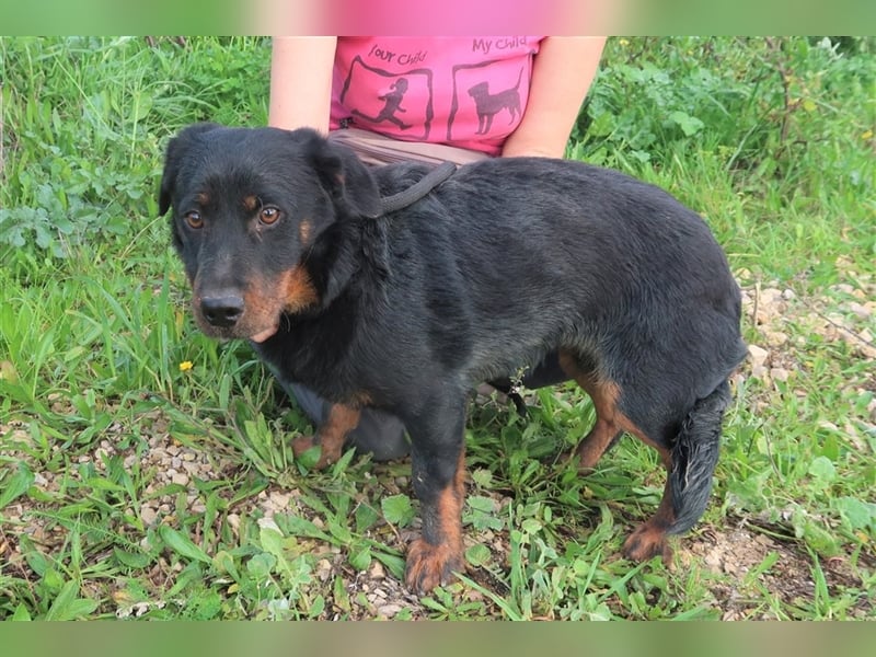 Josef, Mix Dackel / Schäferhund , lieb und verträglich