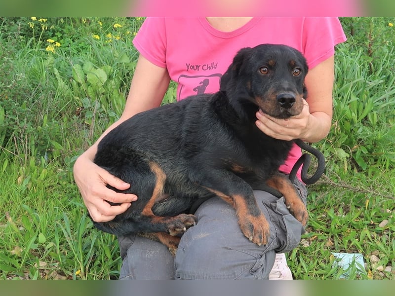 Josef, Mix Dackel / Schäferhund , lieb und verträglich