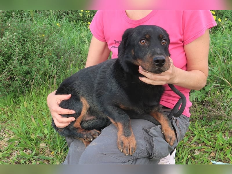 Josef, Mix Dackel / Schäferhund , lieb und verträglich