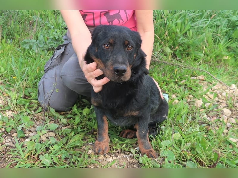 Josef, Mix Dackel / Schäferhund , lieb und verträglich