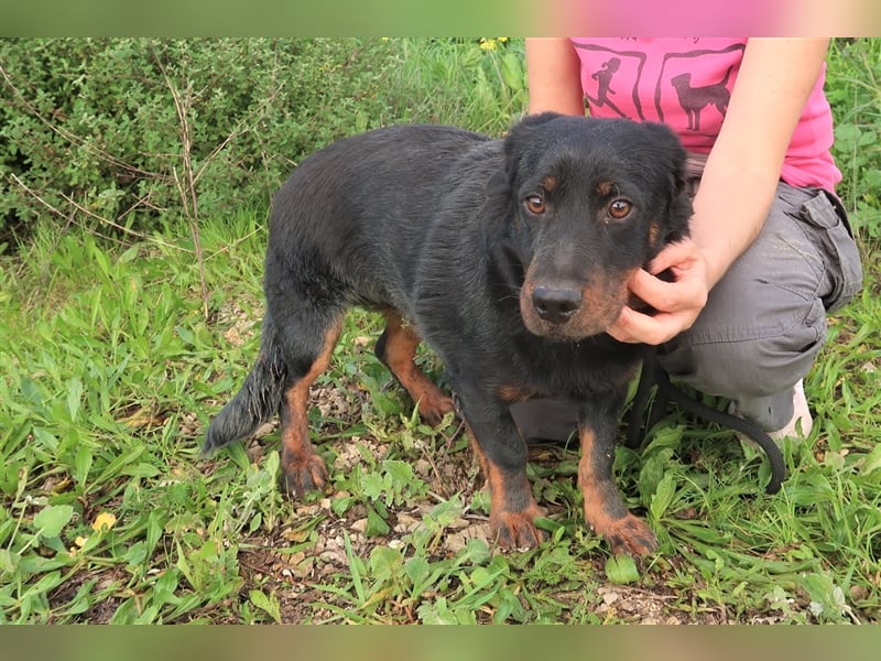 Josef, Mix Dackel / Schäferhund , lieb und verträglich