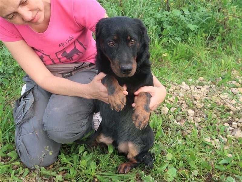 Josef, Mix Dackel / Schäferhund , lieb und verträglich