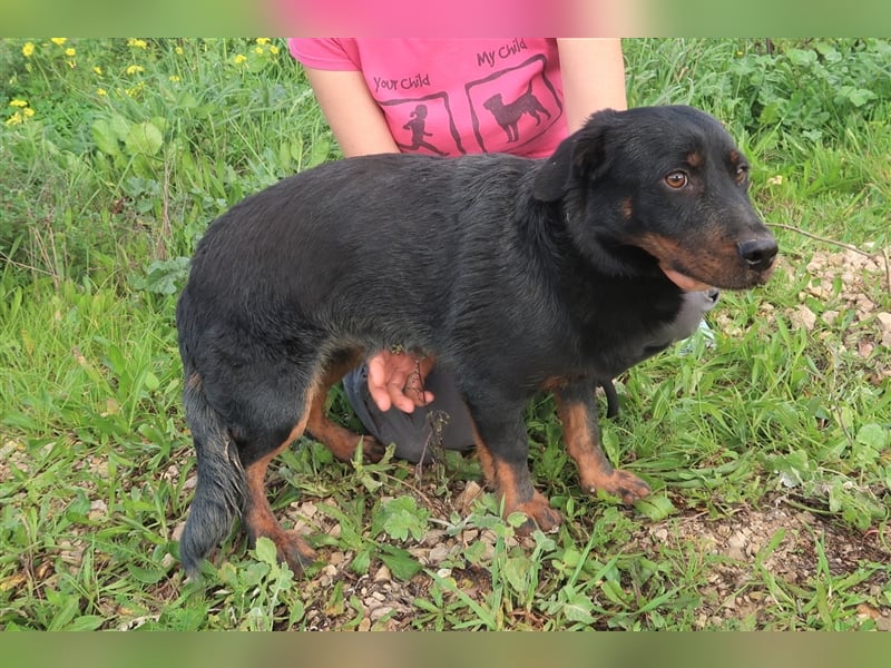 Josef, Mix Dackel / Schäferhund , lieb und verträglich