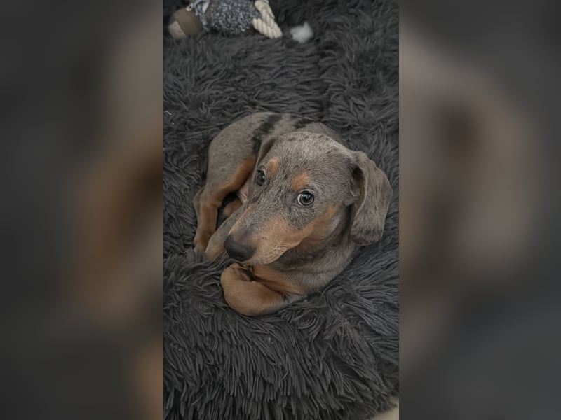 Mini Zwerg Dackel