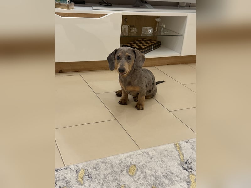 Mini Zwerg Dackel