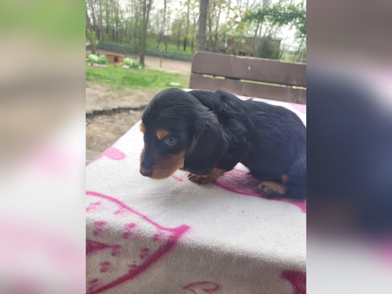 Welpe Zwerglanghaar Dackel  Rüde Blacky sucht sein zukünftiges Zuhause mit viel Herz.