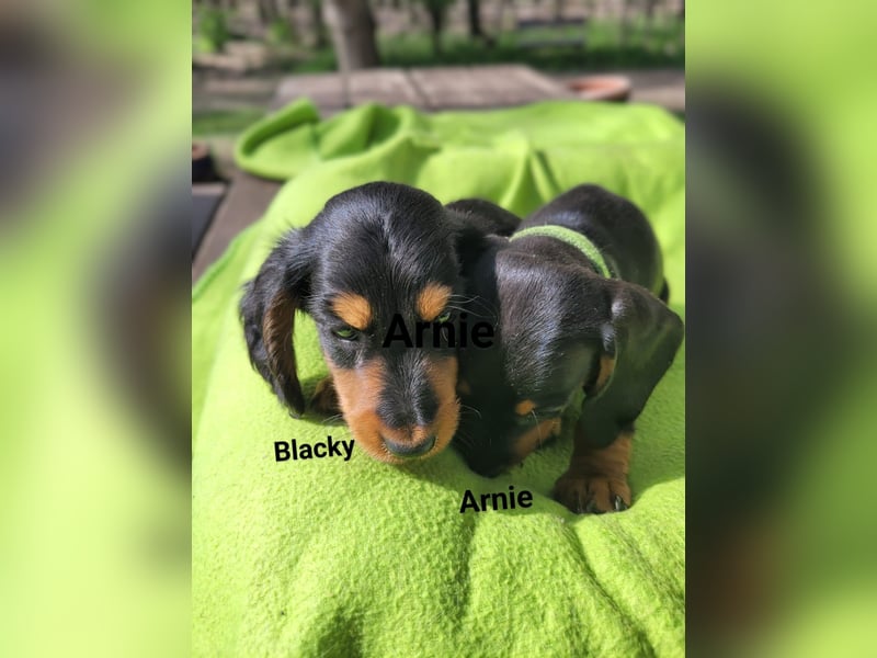 Welpe Zwerglanghaar Dackel  Rüde Blacky sucht sein zukünftiges Zuhause mit viel Herz.