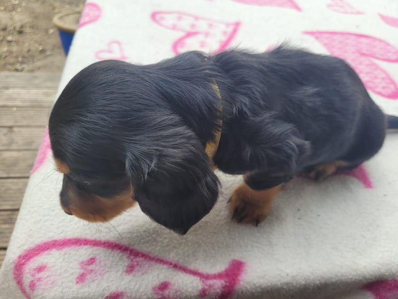 Welpe Zwerglanghaar Dackel  Rüde Blacky sucht sein zukünftiges Zuhause mit viel Herz.