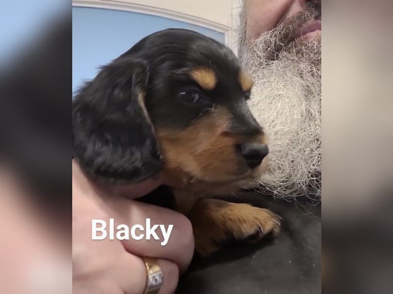 Welpe Zwerglanghaar Dackel  Rüde Blacky sucht sein zukünftiges Zuhause mit viel Herz.