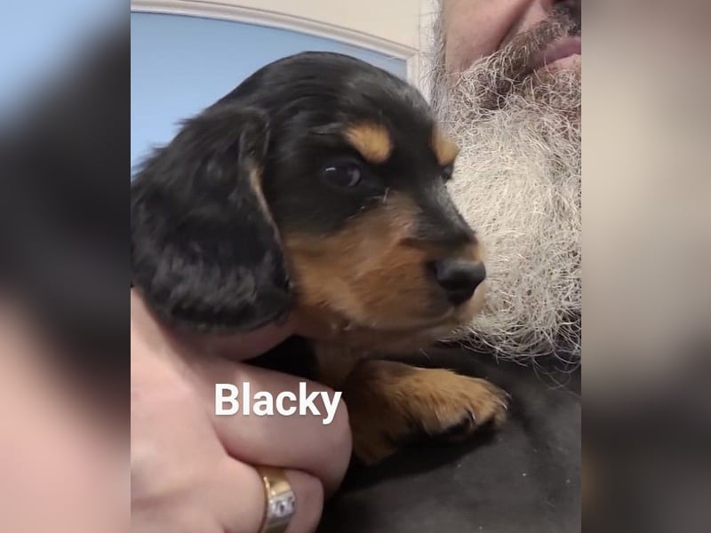 Welpe Zwerglanghaar Dackel  Rüde Blacky sucht sein zukünftiges Zuhause mit viel Herz.