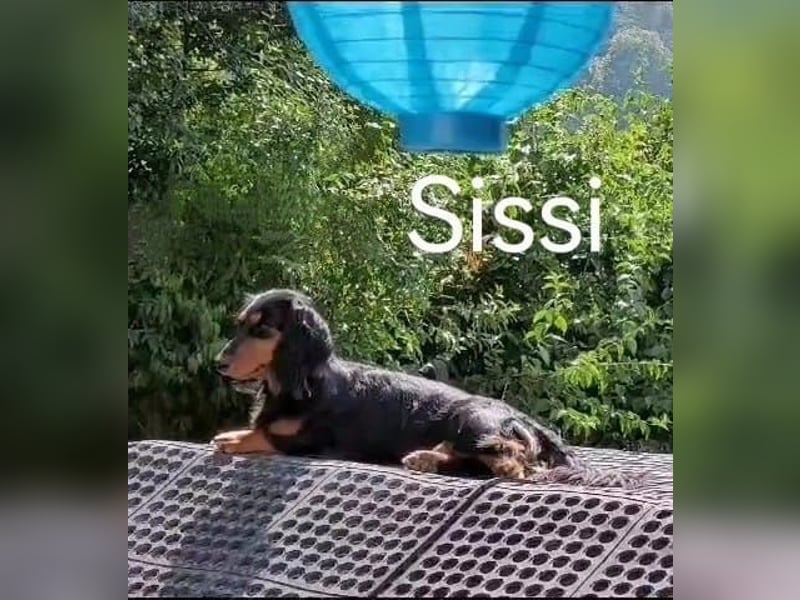 Welpe Zwerglanghaar Dackel  Rüde Blacky sucht sein zukünftiges Zuhause mit viel Herz.