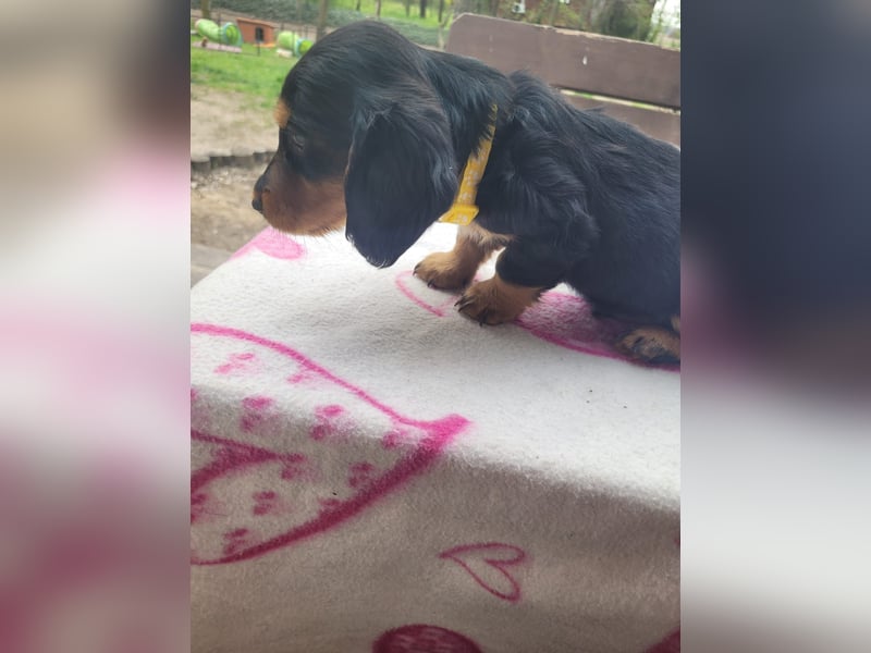Welpe Zwerglanghaar Dackel  Rüde Blacky sucht sein zukünftiges Zuhause mit viel Herz.