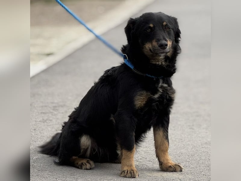 Hugo ein kleiner sanfter Schatz
