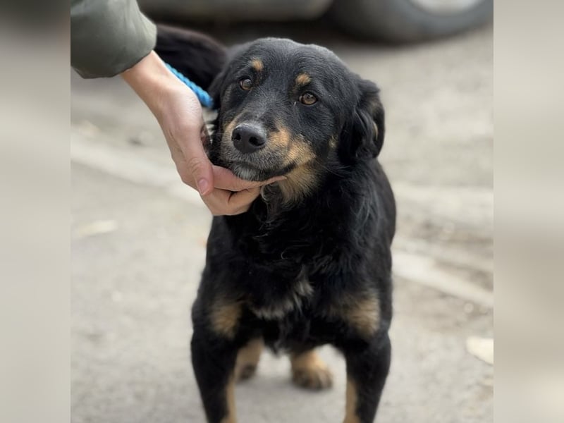 Dackel Rüde 2 Jahre black and tan