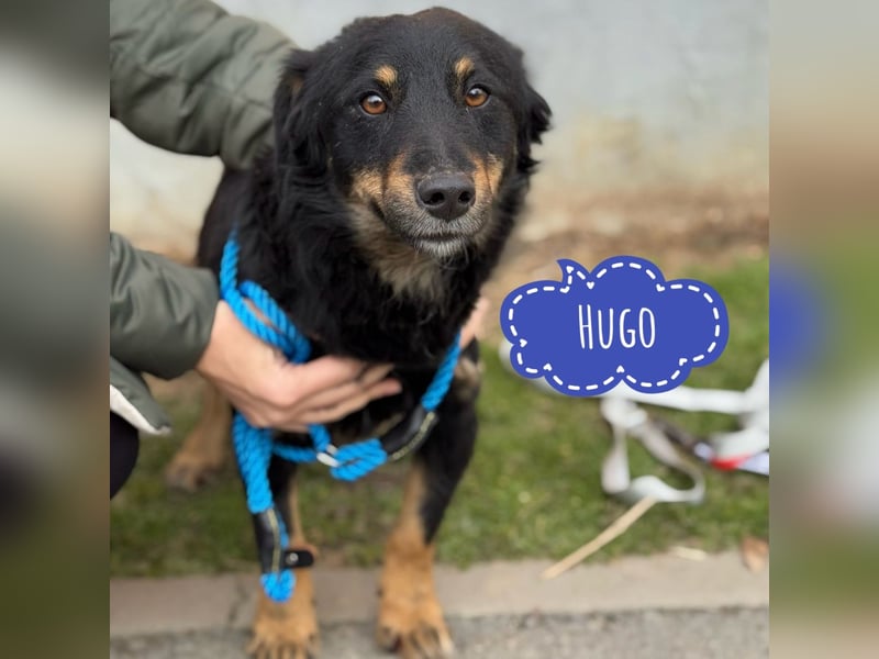 Hugo ein kleiner sanfter Schatz