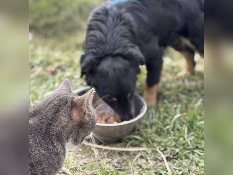Hugo ein kleiner sanfter Schatz