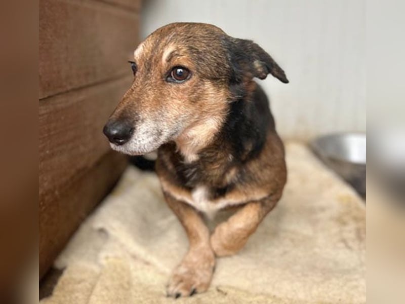 (R)* liebster Dackelblick - POLDI - 6,5 Jahre, 30cm/9kg