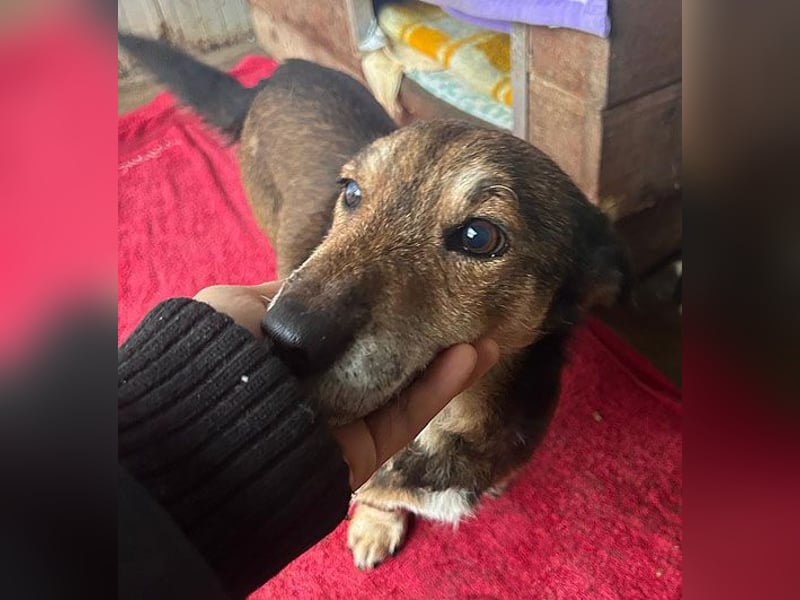 (R)* liebster Dackelblick - POLDI - 6,5 Jahre, 30cm/9kg