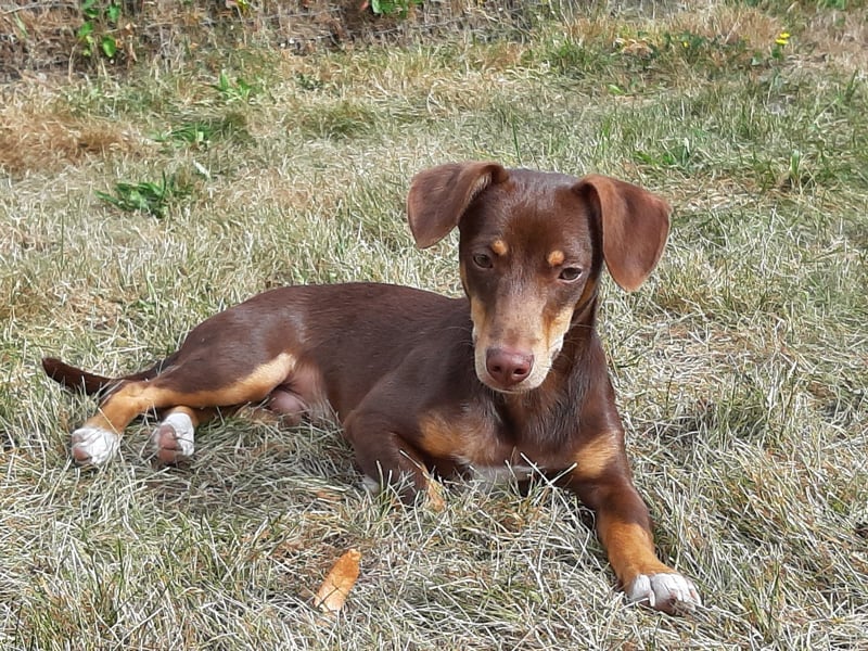 Pino, ein zarter freundlicher Bub