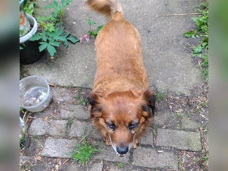 Piki sucht dringend eine Zuhause