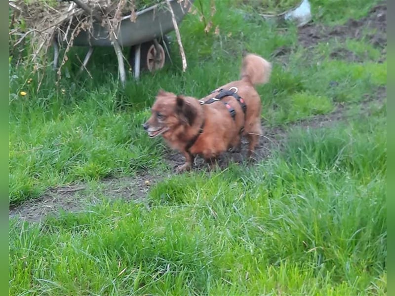 Piki sucht dringend eine Zuhause