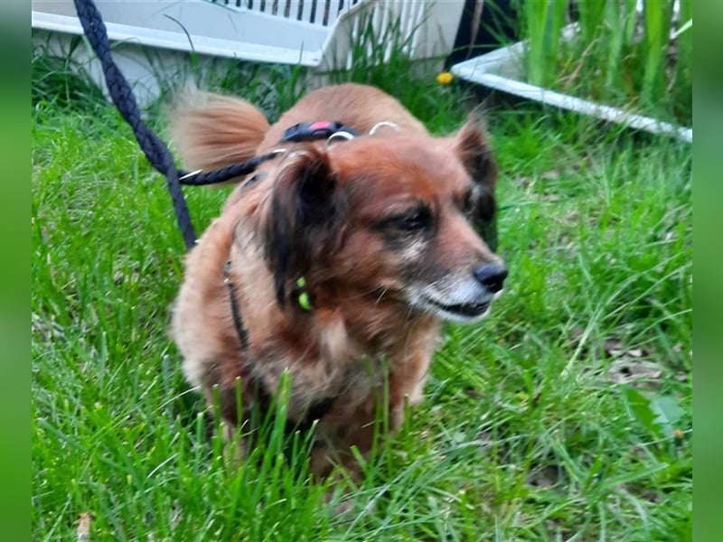Piki sucht dringend eine Zuhause