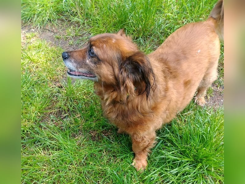 Piki sucht dringend eine Zuhause