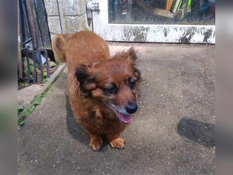 Piki sucht dringend eine Zuhause