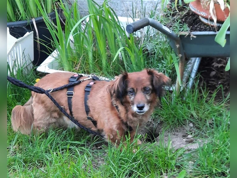 Piki sucht dringend eine Zuhause