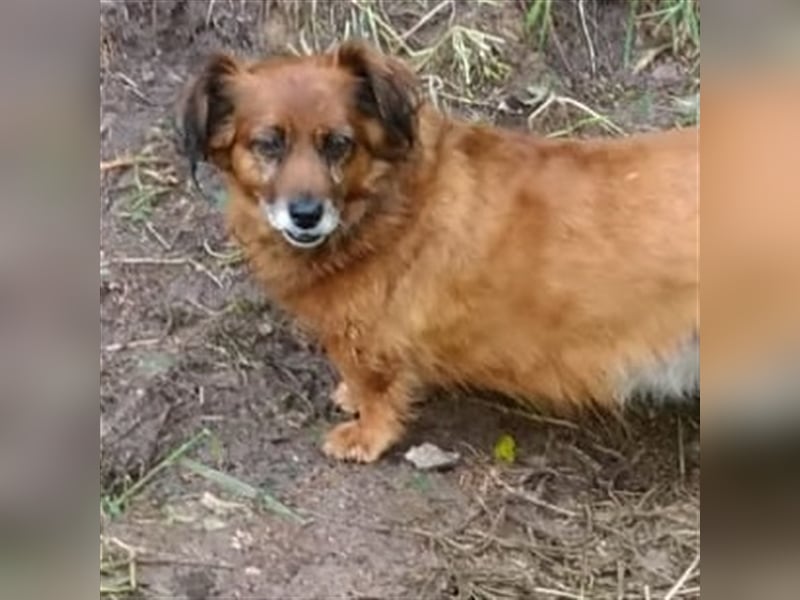 Piki sucht dringend eine Zuhause