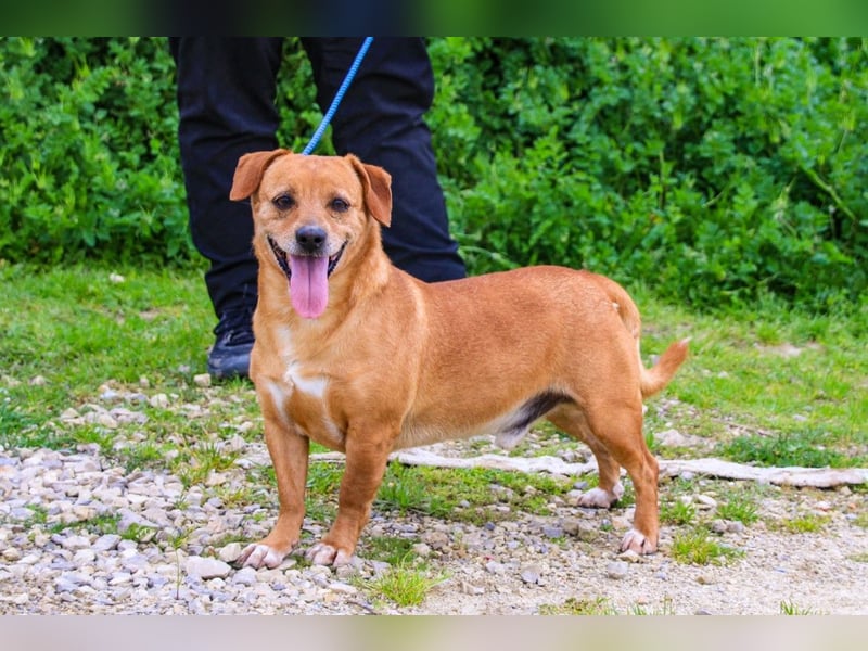 Albu, Mix Dackel / Pinscher, lieb und verträglich