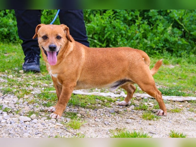 Albu, Mix Dackel / Pinscher, lieb und verträglich