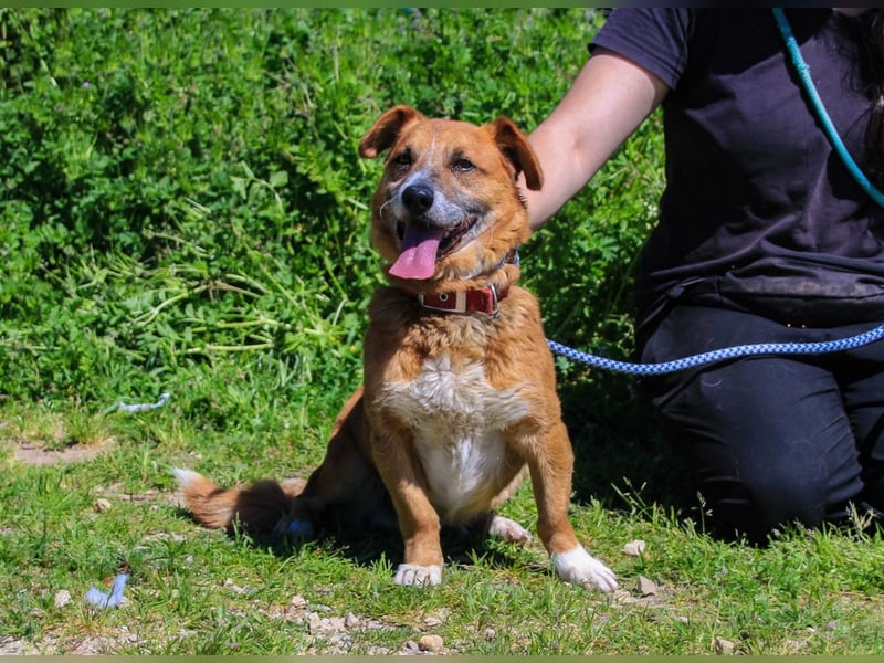 Kali, Mix Dackel / Pinscher, lieb und verträglich