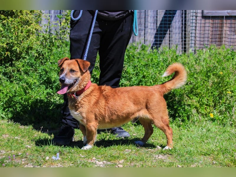 Kali, Mix Dackel / Pinscher, lieb und verträglich