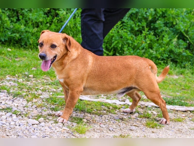 Albu, Mix Dackel / Pinscher, lieb und verträglich