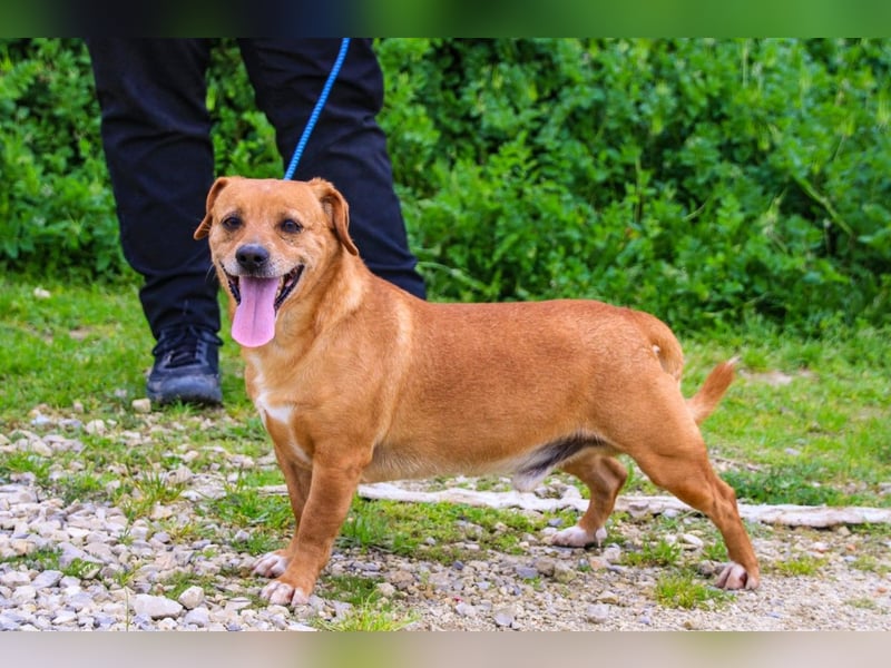 Albu, Mix Dackel / Pinscher, lieb und verträglich