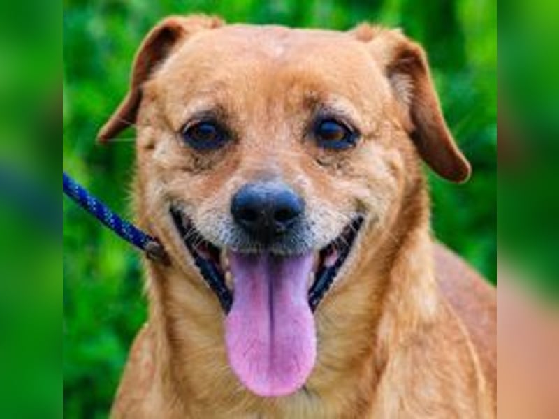 Albu, Mix Dackel / Pinscher, lieb und verträglich