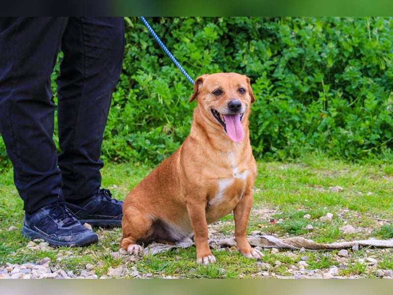 Albu, Mix Dackel / Pinscher, lieb und verträglich